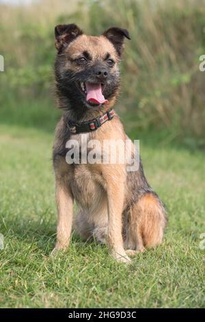 Border X Jack Russell Terrier  Norfolk UK Stockfoto