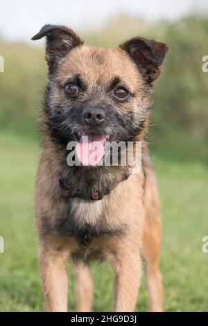 Border X Jack Russell Terrier  Norfolk UK Stockfoto