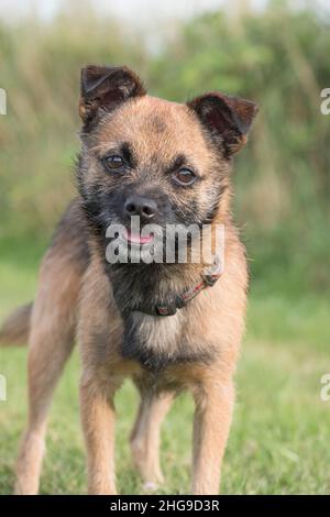 Border X Jack Russell Terrier  Norfolk UK Stockfoto