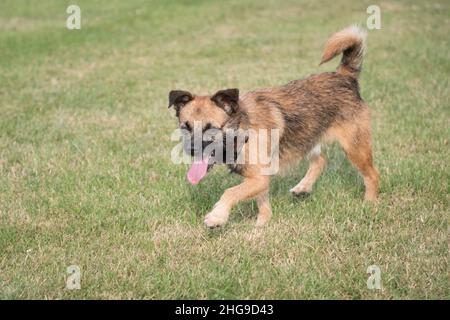 Border X Jack Russell Terrier  Norfolk UK Stockfoto