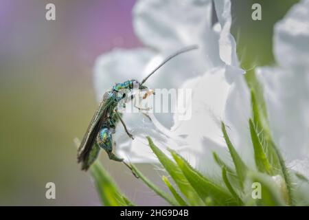 Männliche Oedemera nobilis, dickbeiniger Blütenkäfer, der sich mit Pollen ernährt  Norfolk UK Stockfoto