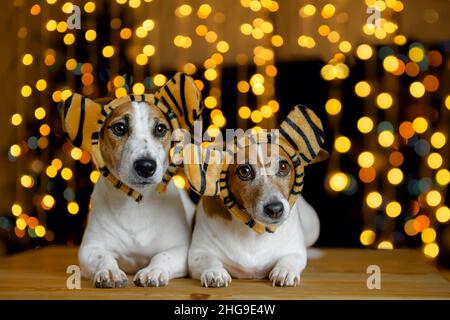 Neujahr Hintergrund mit Jack russell Hunde in Party Hut. 2022 Tiger Jahr. Stockfoto