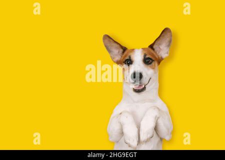 Der niedliche Jack Russell Hund mit einem lächelnden Gesicht liegt auf einem gelben Hintergrund. Ort für Ihren Text. Stockfoto