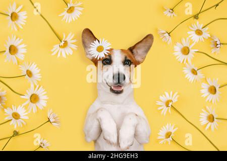 Happy Jack Russell mit einem lächelnden Gesicht liegt mit Kamillenblumen auf einem gelben Hintergrund. Stockfoto