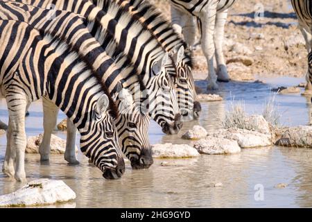 Burchells Zebragruppe (Equus quagga burchellii) trinkt Wasser. Etosha Nationalpark, Namibia, Afrika Stockfoto