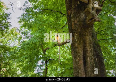 Ein von Gees goldener Langur, schwarz gesichtet und langhaarig, ruhend auf einem Baum im Wald in der Nähe von Guwahati, Assam, Indien. Stockfoto