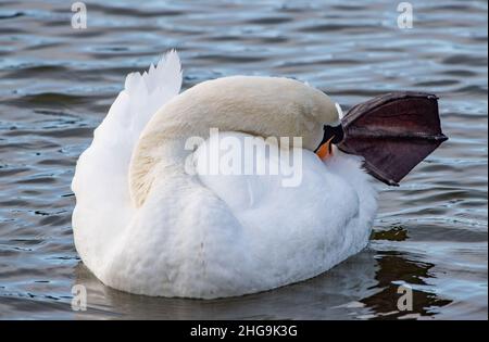 A Swan preening, RSPB Fairhaven Lake, Lytham, Lancashire, Großbritannien Stockfoto