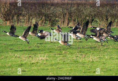 Eine Herde Kanadagänse, die über Ackerland fliegen, Ridley, Ceshire, Großbritannien. Stockfoto