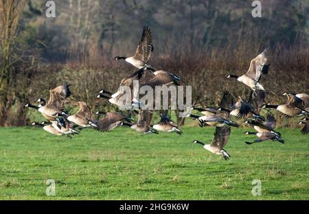 Eine Herde Kanadagänse, die über Ackerland fliegen, Ridley, Ceshire, Großbritannien. Stockfoto