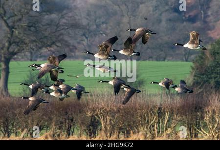 Eine Herde Kanadagänse, die über Ackerland fliegen, Ridley, Ceshire, Großbritannien. Stockfoto