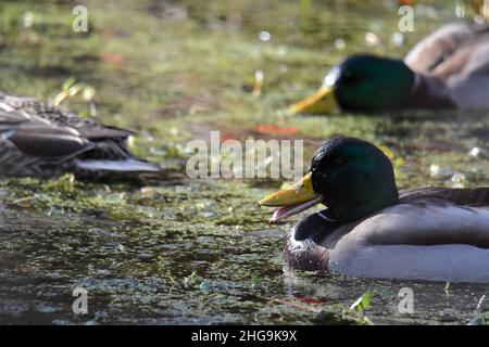 Zwei männliche Mallard Duck füttern im Teich mit Grünalgen Stockfoto