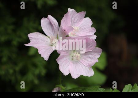 Malva sylvestris, rosa Blüten einer Malve Stockfoto