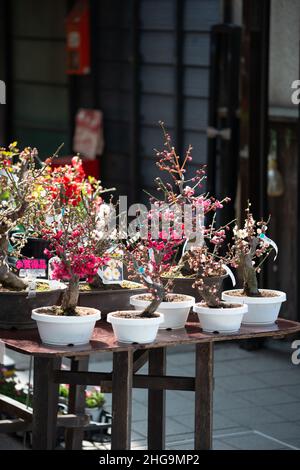 Bonsai-Ausstellung mit Sakura-Kirschblüten und Pflaumen-Miniaturbäumen. Frühling in Japan. Stockfoto