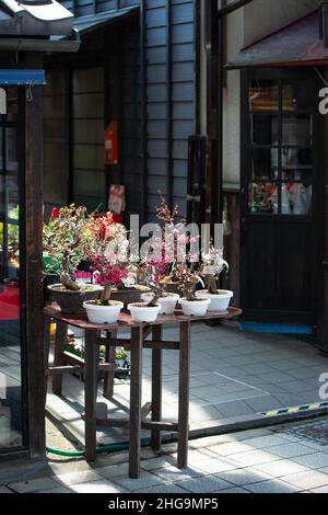 Bonsai-Ausstellung mit Sakura-Kirschblüten und Pflaumen-Miniaturbäumen. Frühling in Japan. Stockfoto