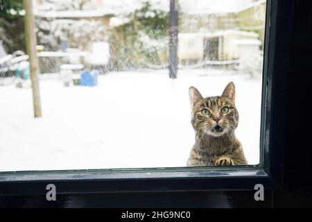 Eine graue Tabbykatze, die durch ein Fenster schaut und darum bettelt, in einen verschneiten Garten reingelassen zu werden Stockfoto