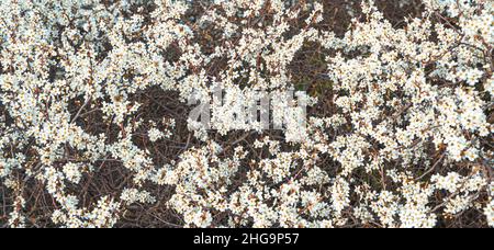 Zweige blühender Sträucher. Frühlingshintergrund. Selektiver Fokus, Panoramaansicht. Stockfoto