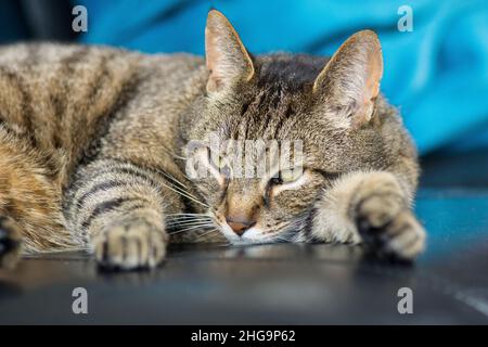 Eine grau gestromte Katze, die in der Nähe auf einem Sofa schläft Stockfoto