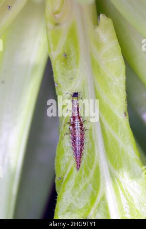 Chrysopidae, die Larve auf einem grünen Blatt schnürte und eine Blattlaus frisst. Stockfoto