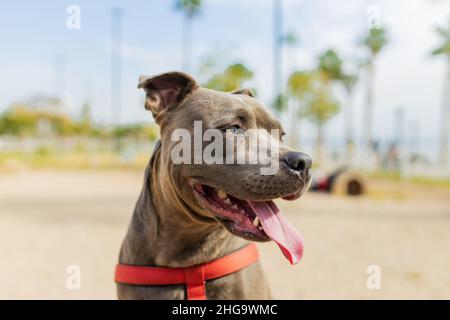 Fröhliches amerikanisches staffordshire, das in einem sonnigen Park in Strandnähe sitzt Stockfoto