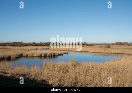 schilfbetten und Pools neben der Nordwand oder der Pagham Wall an der Grenze zum Pagham Harbour Nature Reserve, Sussex, Großbritannien, Januar, Winter Stockfoto