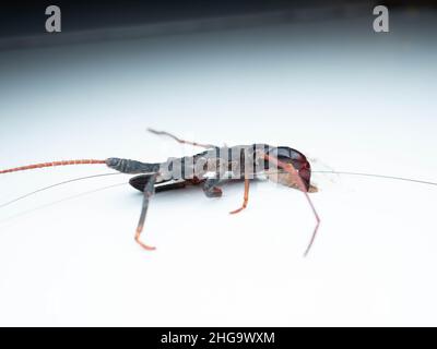 Nahaufnahme von Thelyphonida, einer Arachniden-Ordnung, die Wirbellose umfasst, die allgemein als Peitschenskorpione oder Essige bekannt sind Stockfoto