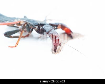 Nahaufnahme von Thelyphonida, einer Arachniden-Ordnung, die Wirbellose umfasst, die allgemein als Peitschenskorpione oder Essige bekannt sind Stockfoto