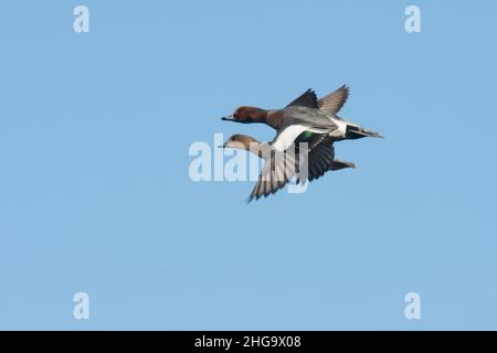 Wgeon, Anas penelope, Enten, Paar, Männchen und Weibchen fliegen zusammen in einem blauen Himmel, Winter, Großbritannien Stockfoto