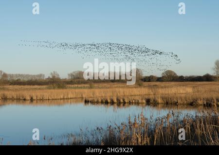 Schar von Brent-Gänsen, Branta bernicla, die in einer Schar über den Breach Pool, Pagham Harbour, auf dem Weg zum Futter, Januar, Winter, Großbritannien, fliegen Stockfoto