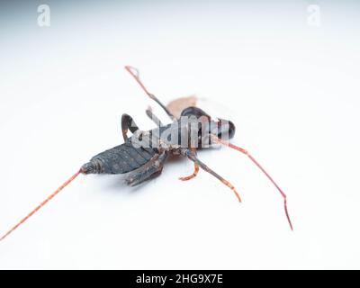 Nahaufnahme von Thelyphonida, einer Arachniden-Ordnung, die Wirbellose umfasst, die allgemein als Peitschenskorpione oder Essige bekannt sind Stockfoto