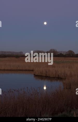 Pagham Harbour Naturschutzgebiet, Vollmond über dem Breach Pool, Mond reflektiert auf dem Wasser, Schilfbetten und Bäumen, von der Nordwand aus gesehen, Winter, Stockfoto