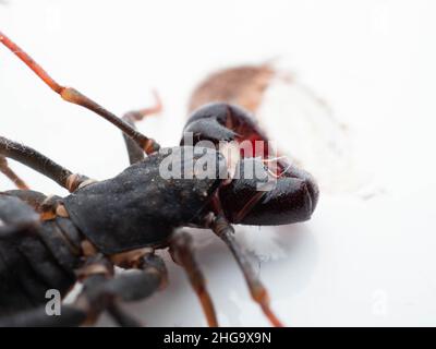 Nahaufnahme von Thelyphonida, einer Arachniden-Ordnung, die Wirbellose umfasst, die allgemein als Peitschenskorpione oder Essige bekannt sind Stockfoto