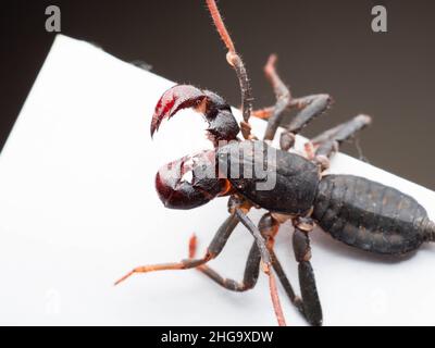 Nahaufnahme von Thelyphonida, einer Arachniden-Ordnung, die Wirbellose umfasst, die allgemein als Peitschenskorpione oder Essige bekannt sind Stockfoto