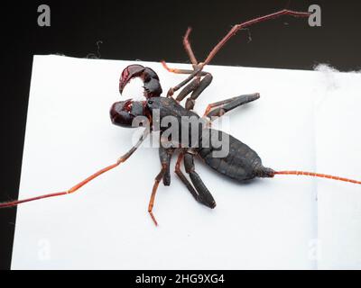 Nahaufnahme von Thelyphonida, einer Arachniden-Ordnung, die Wirbellose umfasst, die allgemein als Peitschenskorpione oder Essige bekannt sind Stockfoto