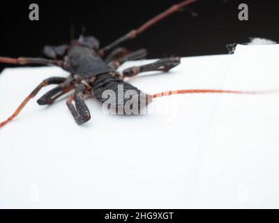 Nahaufnahme von Thelyphonida, einer Arachniden-Ordnung, die Wirbellose umfasst, die allgemein als Peitschenskorpione oder Essige bekannt sind Stockfoto