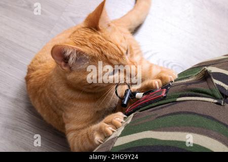 Ginger Kätzchen spielt mit einem Seil aus nächster Nähe Stockfoto