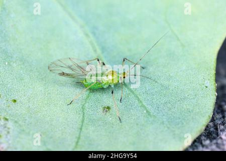 Grüne Blattlaus auf einem Blatt. Es ist ein gefährlicher Schädling von Pflanzen. Stockfoto