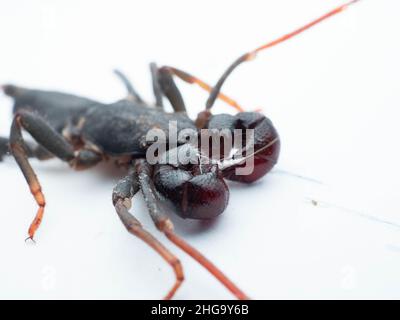 Nahaufnahme von Thelyphonida, einer Arachniden-Ordnung, die Wirbellose umfasst, die allgemein als Peitschenskorpione oder Essige bekannt sind Stockfoto