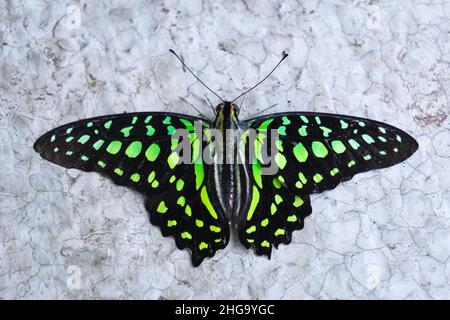 Graphium Agamemnon (Tailed jay) Ansicht. Schöne grüne Farbe und Muster. Konya Tropical Butterfly Valley, Türkei. Stockfoto