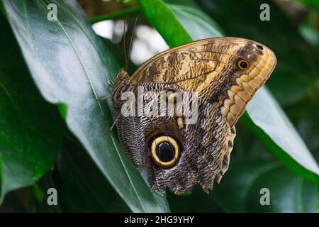 Rieseneulenschmetterling (Caligo memnon) Blick auf grünes Blatt. Konya Tropical Butterfly Valley, Türkei Stockfoto