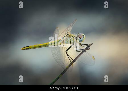 Gelbe Ansicht der Fliege auf dem Zweig. (Sympetrum vulgatum) Stockfoto