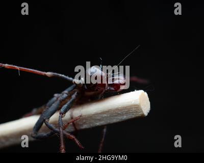 Nahaufnahme von Thelyphonida, einer Arachniden-Ordnung, die Wirbellose umfasst, die allgemein als Peitschenskorpione oder Essige bekannt sind Stockfoto