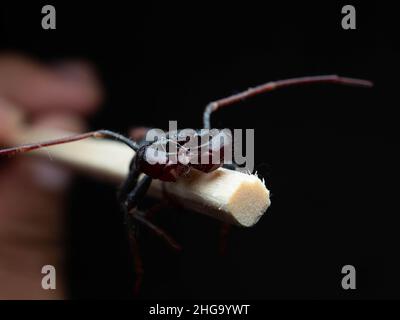 Nahaufnahme von Thelyphonida, einer Arachniden-Ordnung, die Wirbellose umfasst, die allgemein als Peitschenskorpione oder Essige bekannt sind Stockfoto