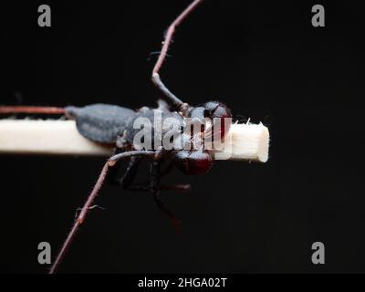 Nahaufnahme von Thelyphonida, einer Arachniden-Ordnung, die Wirbellose umfasst, die allgemein als Peitschenskorpione oder Essige bekannt sind Stockfoto