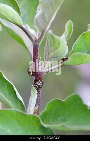 Kartoffel- oder Colorado-Käfer - Leptinotarsa decemlineata auf Auberginen. Dieses Insekt kann die Blätter und Früchte von Auberginen beschädigen. Stockfoto