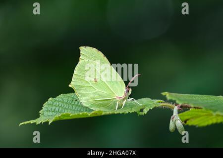 Ein Schmetterling aus Brimstone in Blean Woods, Kent, England Stockfoto