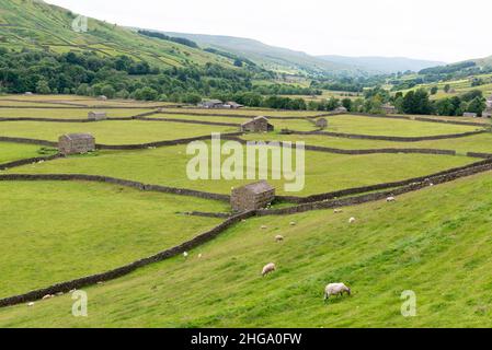 Trockenmauern, Steinscheunen und grüne Felder in den Yorkshire Dales, England, Großbritannien Stockfoto