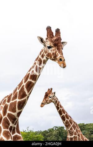 Neugierige Giraffen im Yorkshire Wildlife Park in der Nähe von Doncaster, South Yorkshire, Großbritannien Stockfoto