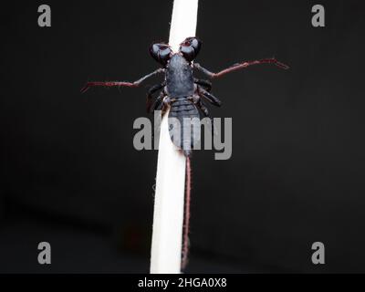 Nahaufnahme von Thelyphonida, einer Arachniden-Ordnung, die Wirbellose umfasst, die allgemein als Peitschenskorpione oder Essige bekannt sind Stockfoto