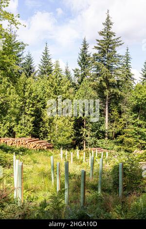 Reife Bäume, gefälltes Holz und Neubepflanzung im Forest of Dean in der Nähe der Beechenhurst Lodge, Coleford, Gloucestershire.UK Stockfoto