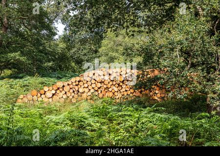 Ein Stapel gesägtes Nadelholzholz im Forest of Dean in der Nähe von Cannop, Coleford, Gloucestershire.UK Stockfoto